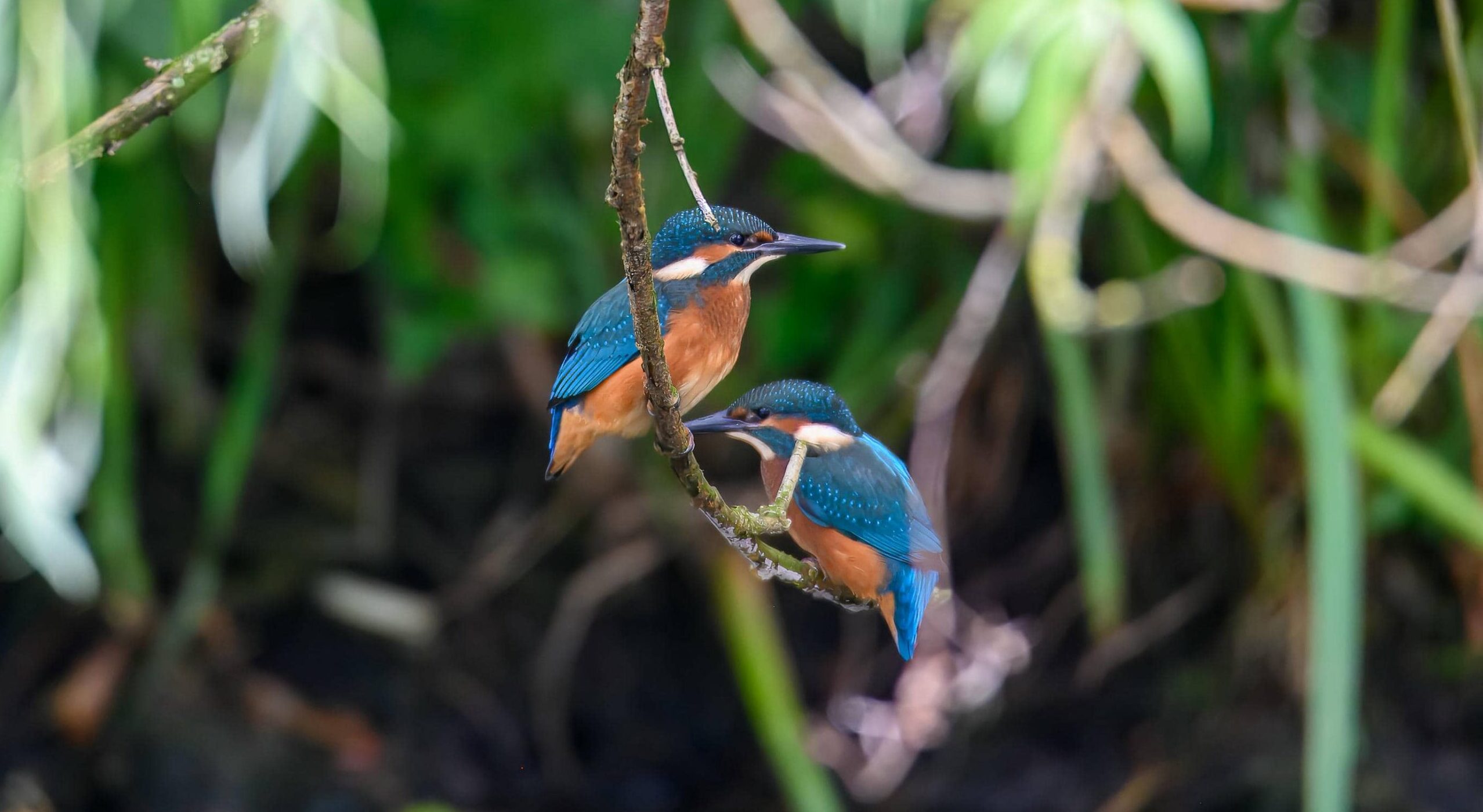 Kingfisher perched on a branch over a river.